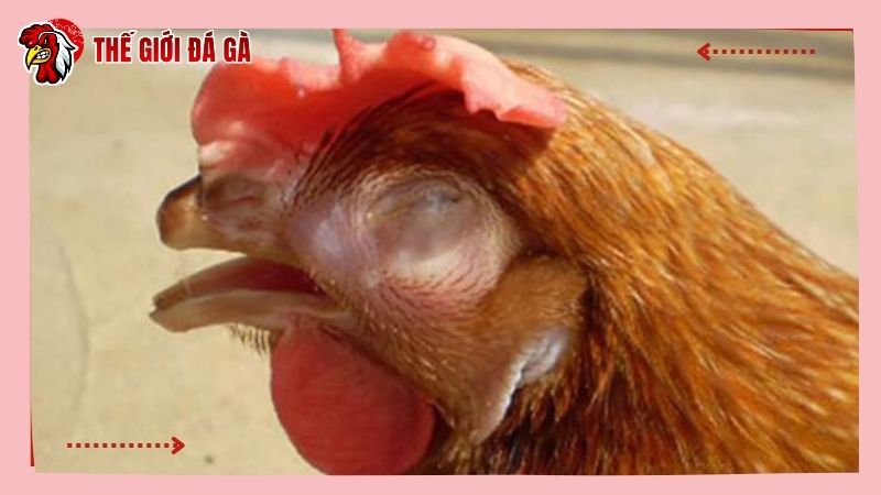 Gà bị khò khè do nhiều lý do gây nên
