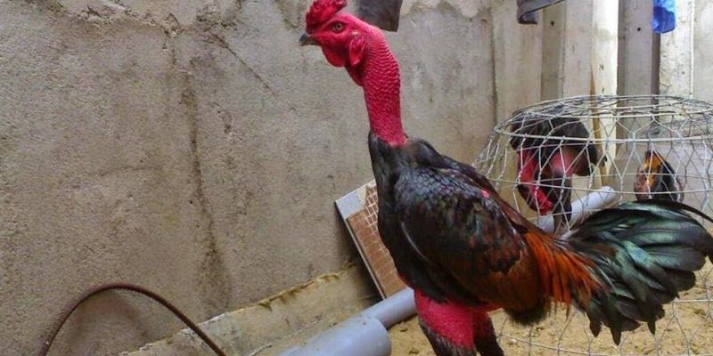 Cách thức sử dụng 2 loại thuốc trên trong đá gà