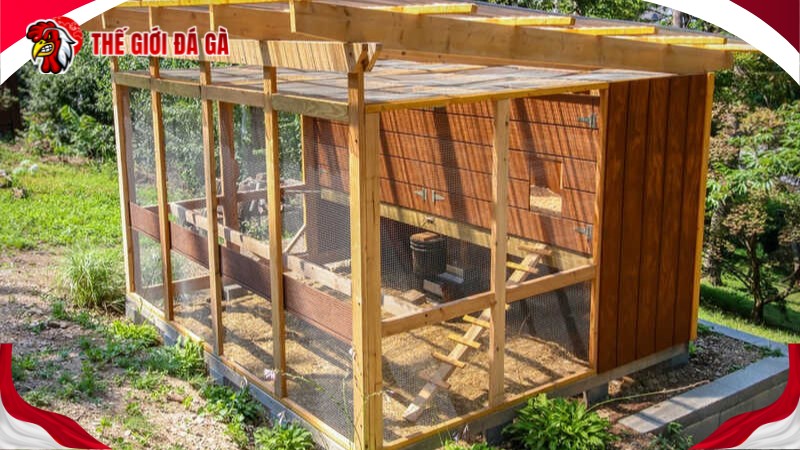 Chọn gà con khỏe mạnh mập mạp