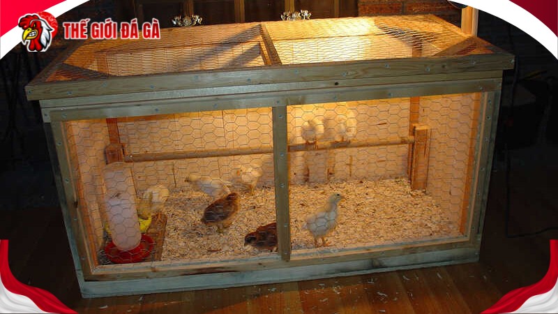 Cách cho gà ăn ở giai đoạn dưới 1 tháng tuổi