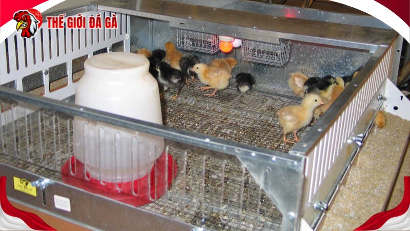 Thức ăn giàu protein cho gà từ 1 - 5 tháng tuổi