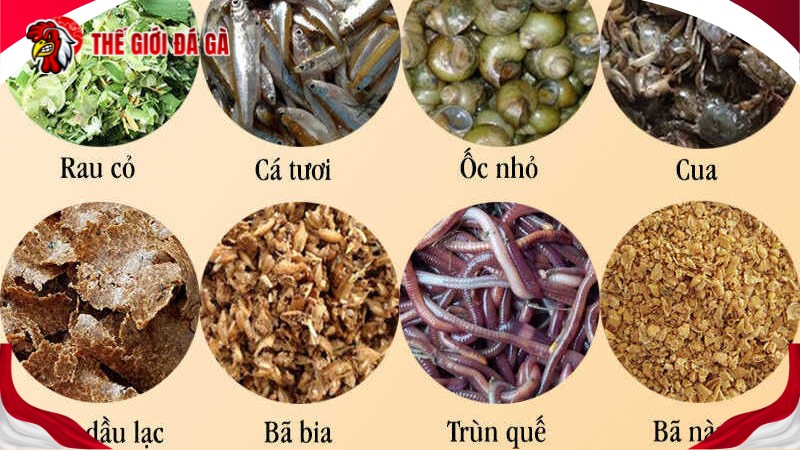 Cách chăm sóc gà mau lớn giai đoạn vừa xuống ổ