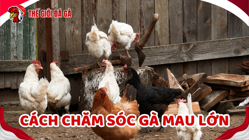 Chuẩn bị chuồng gà chọi thông thoáng
