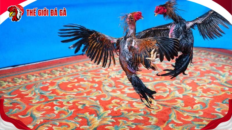 Tổng quan về Chấp tiền gà chọi