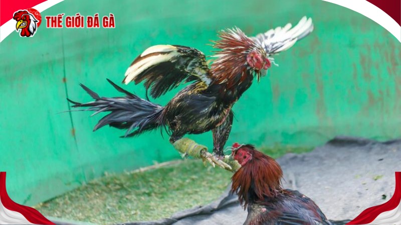 Tìm hiểu về cách Chấp cựa trong đá gà