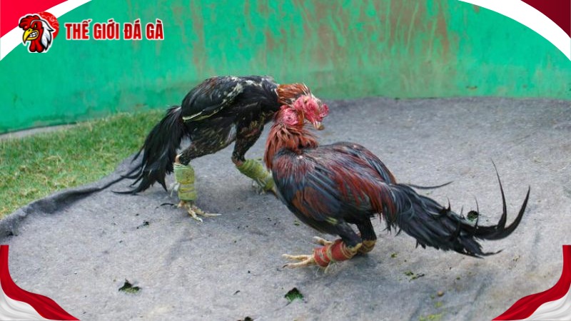 Cách Chấp đồng trong đá gà
