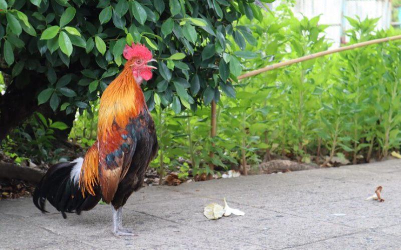 Cách chơi gà chọi tốt là sử dụng đúng kỹ thuật đánh