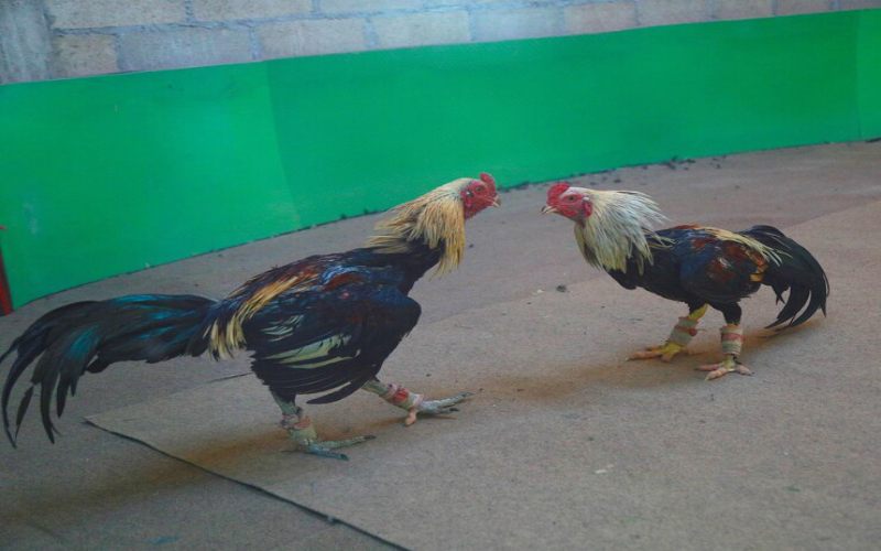 Phân tích đối thủ là cách chơi gà chọi chuẩn