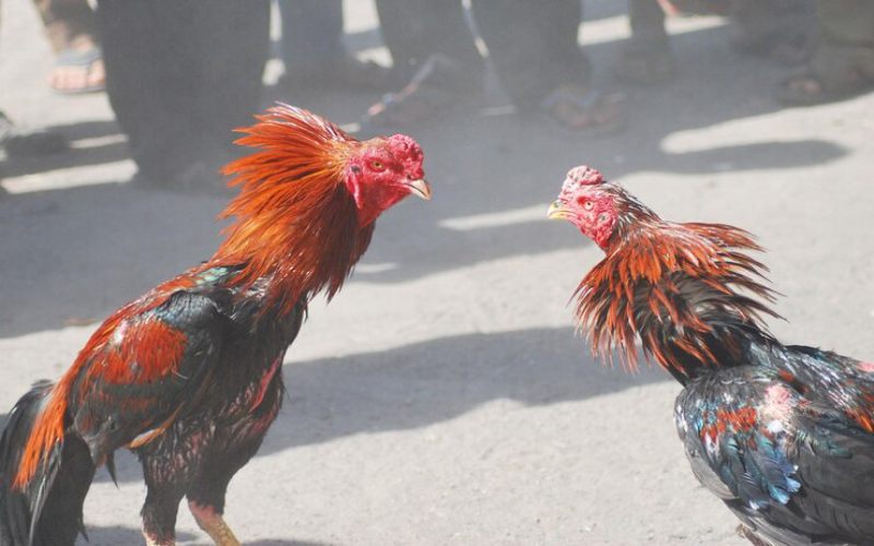 Nhận ra lỗi sai khi chọn gà và kỹ thuật đánh