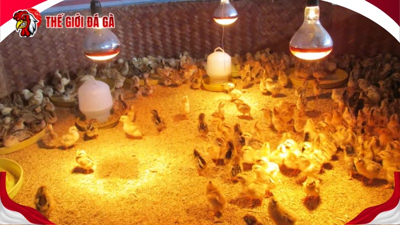 Chuẩn bị trang thiết bị nuôi gà con đầy đủ