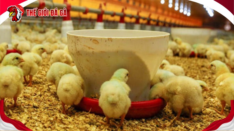 Phải luôn chú ý đến nhiệt độ chuồng gà con