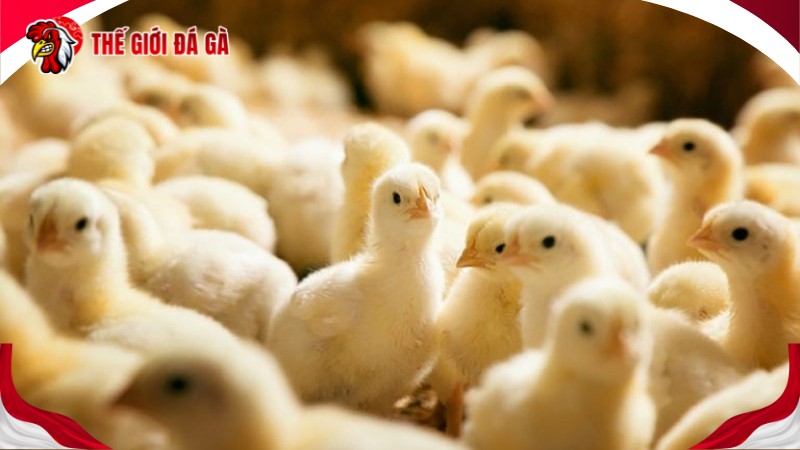 Cách nuôi gà con ít chết là chọn thức ăn phù hợp