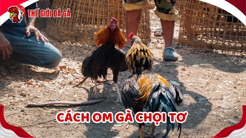 Om gà chọi là kỹ thuật đặc biệt
