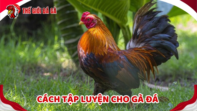 Tầm quan trọng của việc tập luyện gà đá