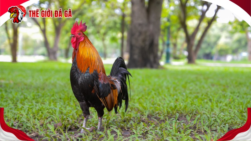 Cách tập luyện cho gà đá theo giai đoạn