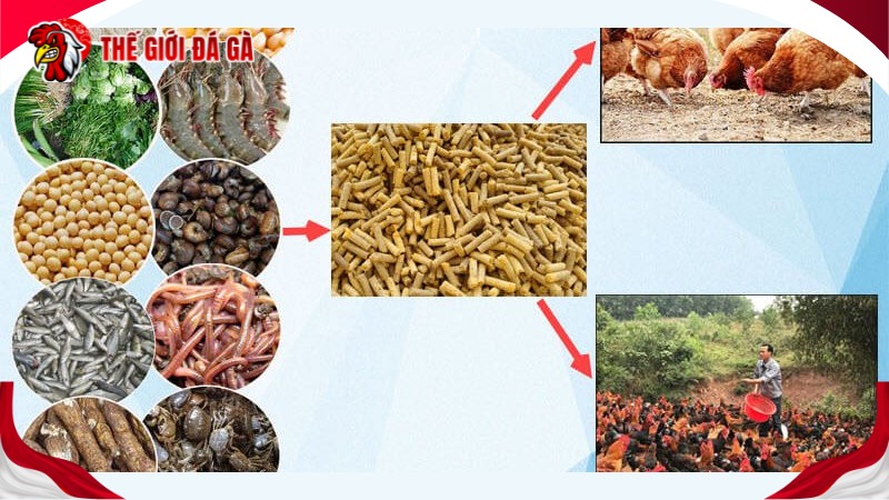 Chăm sóc dinh dưỡng cho gà