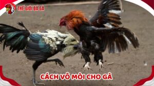 Vô mồi cho gà đá là rất cần thiết