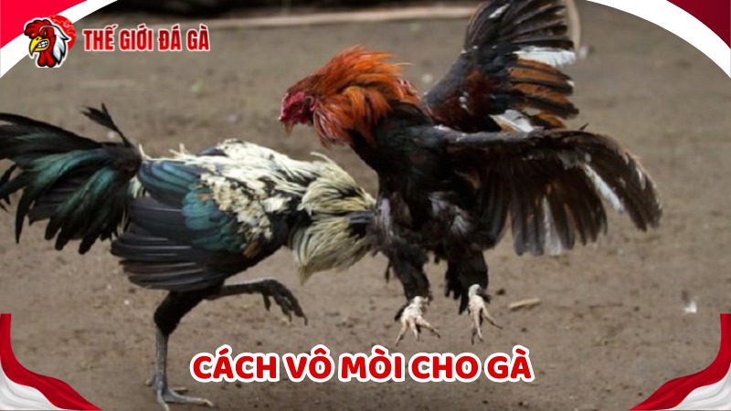 Vô mồi cho gà đá là rất cần thiết