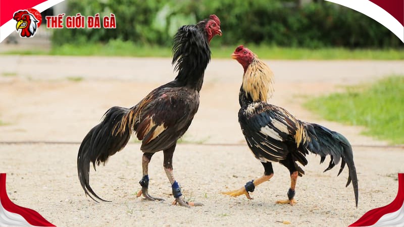 Có thể vô mồi cho gà bằng thực phẩm chức năng