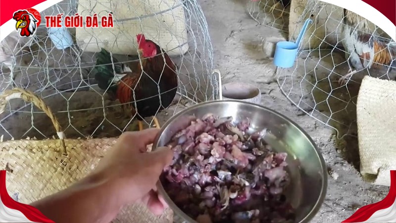 vô mồi bằng lươn trạch băm nhỏ