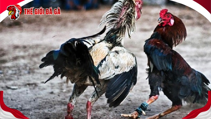 Cách vô mồi cho gà đá bằng trứng cút lộn