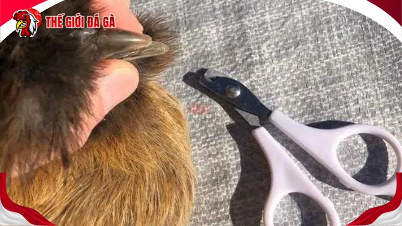 Chú ý cắt mỏ gà không quá dài