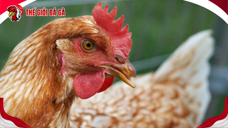 Cố định gà trước khi cắt mỏ