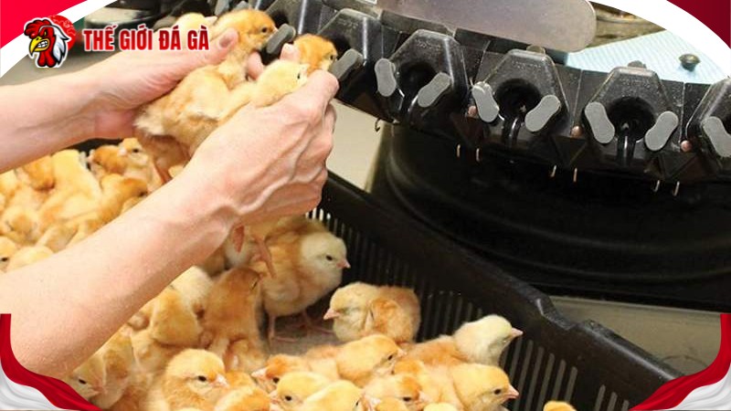 Cắt mỏ gà đúng kỹ thuật