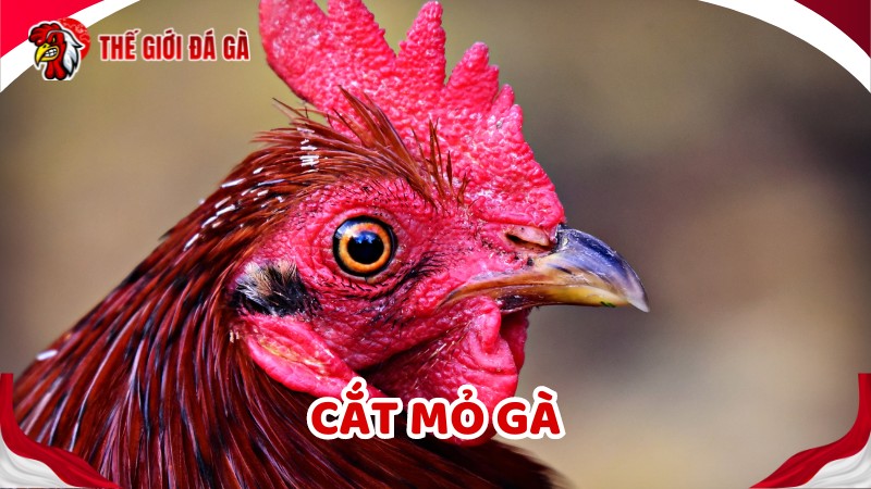 Cắt mỏ gà là cần thiết