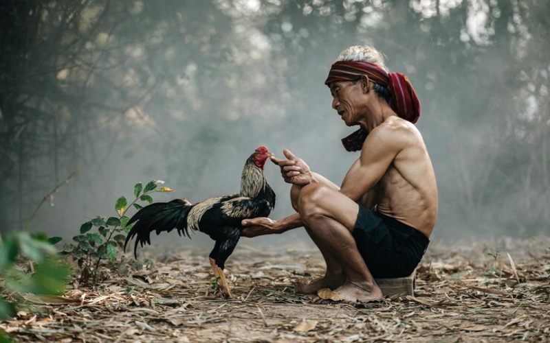 Cần kiểm tra sức khỏe chân gà