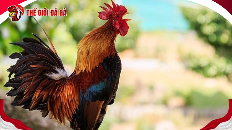 Khi nào cần ép ký cho gà?