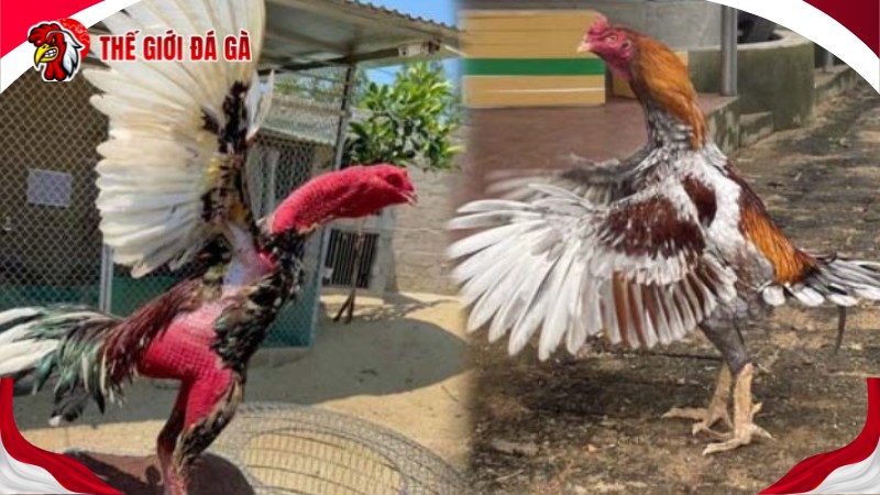 Phương pháp thực hiện ép ký