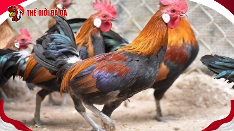 Điều quan trọng khi ép ký gà đá