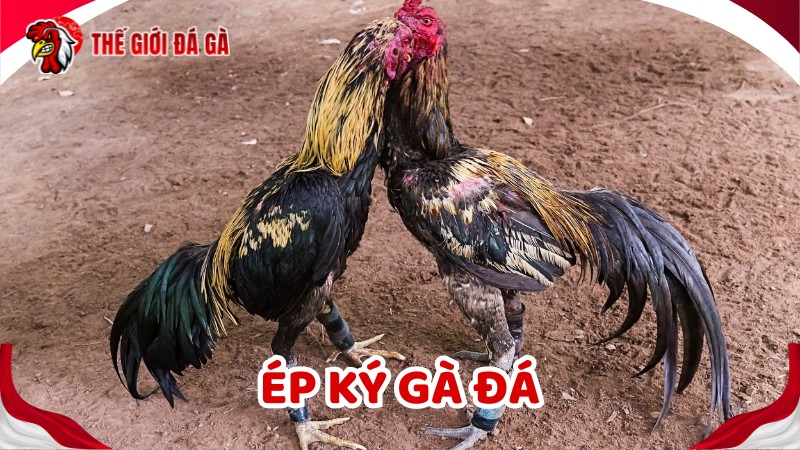Tìm hiểu về ép ký gà đá