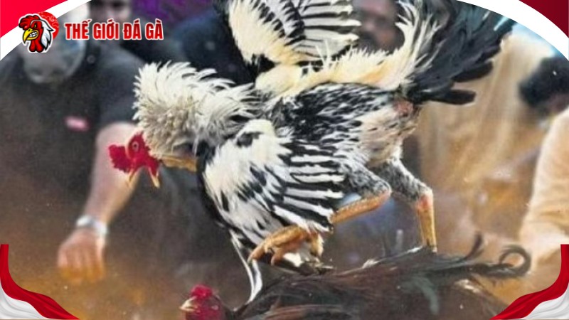 Tác động dẫn đến chấn thương đầu