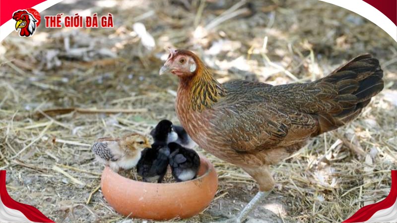 Gà giống Mỹ có giá tới 2,5 triệu