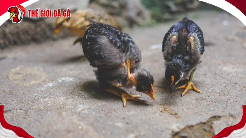 Nên chọn gà chất lượng cao