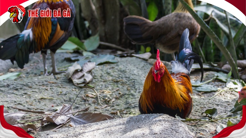 Cách thuần dưỡng gà hiệu quả