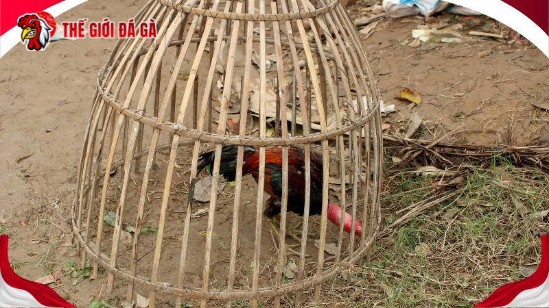 Điều cần biết khi nuôi gà rừng