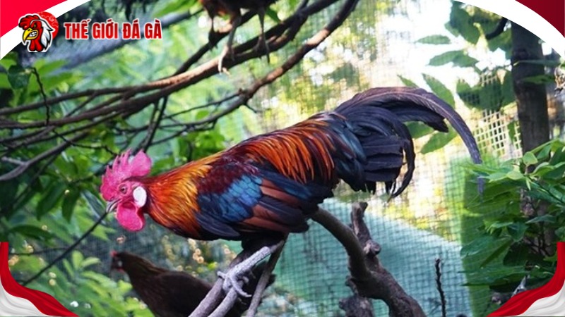 Vệ sinh chuồng trại sạch sẽ