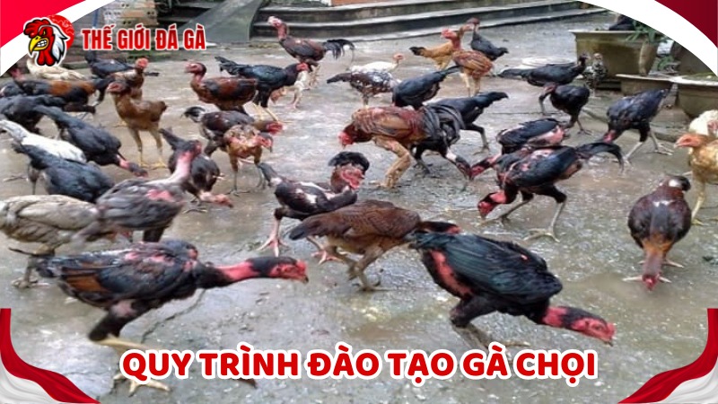 Giai đoạn nhỏ - Bước đầu tiên tại quy trình đào tạo gà chọi