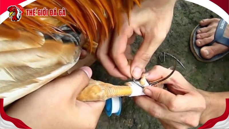 Gà bị thương không nên cho tập luyện lại quá sớm