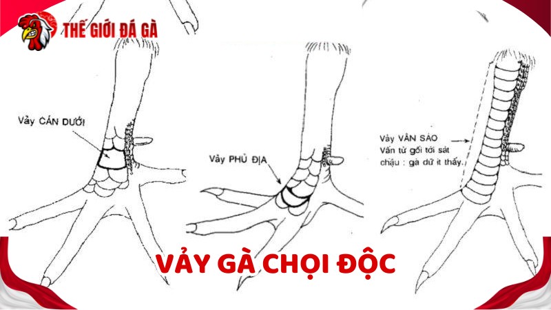 Vảy gà chọi độc là loại vảy gà quý giá, có giá trị sưu tầm